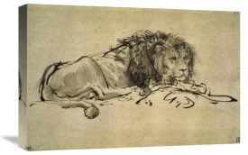 Rembrandt Van Rijn - Lion