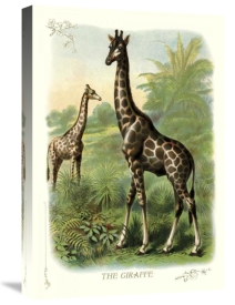 Unknown - The Giraffe, 1900