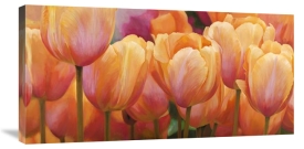 Luca Villa - Summer Tulips
