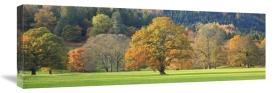 Unknown - Mixed trees in autumn colour, Scotland
