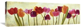 Luca Villa - Tulip parade