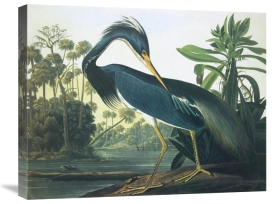 John James Audubon - Louisiana Heron