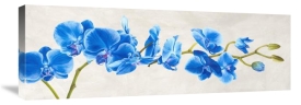 Shin Mills - Blue Orchid