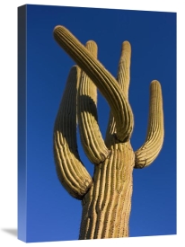 Ingo Arndt - Saguaro cactus, Saguaro National Park, Arizona