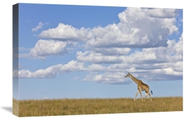 Ingo Arndt - Masai Giraffe walking, Masai Mara National Reserve, Kenya