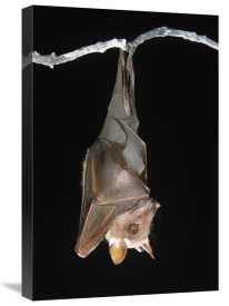 Ingo Arndt - Buettikofer's Epauletted Bat hanging upside down from roost