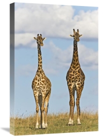 Ingo Arndt - Masai Giraffe male and female, Masai Mara National Reserve, Kenya