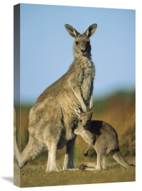 Ingo Arndt - Eastern Grey Kangaroo joey reaching into mother's pouch, Wilson's Promontory National Park, Australia