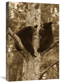 Matthias Breiter - Black Bear two cubs in tree, Orr, Minnesota
