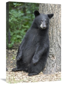 Matthias Breiter - Black Bear cub leaning against tree, Orr, Minnesota