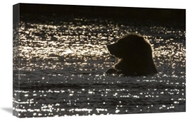 Matthias Breiter - Grizzly Bear in water, Katmai National Park, Alaska