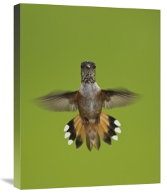 Matthias Breiter - Rufous Hummingbird hovering, Stikine River Delta, Alaska