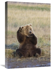 Matthias Breiter - Grizzly Bear scratching ear, Katmai National Park, Alaska