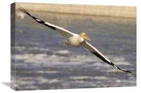 Matthias Breiter - American White Pelican flying, Lockport, Manitoba, Canada