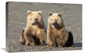 Matthias Breiter - Grizzly Bear cubs, one yawning, Katmai National Park, Alaska