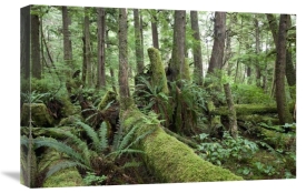 Matthias Breiter - Interior of old-growth temperate rainforest, Vancouver Island, Cape Scott Provincial Park, Canada