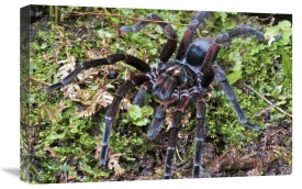 James Christensen - Tarantula male, Mindo, western slope of Andes, Ecuador
