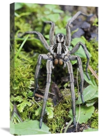 James Christensen - Wolf Spider male, Mindo, western slope of Andes, Ecuador