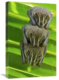 James Christensen - Striped Yellow-eared Bat trio roosting in palm tree, Panama