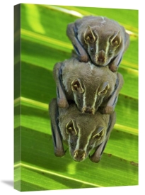 James Christensen - Striped Yellow-eared Bat trio roosting in palm tree, Panama