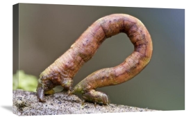 James Christensen - Looper Moth caterpillar crawling, Mindo, western slope of Andes, Ecuador