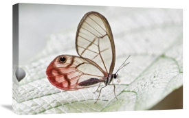 James Christensen - Pink-tipped Clearwing Satyr butterfly, Mindo, western slope of Andes, Ecuador