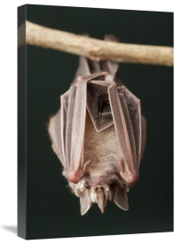 Murray Cooper - Leaf-nosed Bat, Amazon, Ecuador