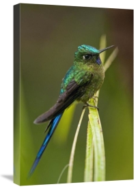 Murray Cooper - Violet-tailed Sylph male, Ecuador