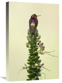 Murray Cooper - Shining Sunbeam hummingbird, Ecuador
