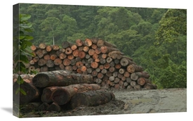 Murray Cooper - Logging of native rainforest, Ecuador