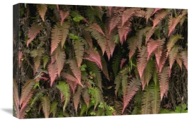 Murray Cooper - Young ferns in temperate forest, Ecuador