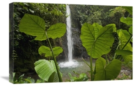 Murray Cooper - Waterfall in lowland tropical rainforest, Ecuador