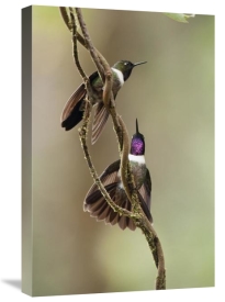 Murray Cooper - Amethyst-throated Sunangel males diplaying, Ecuador