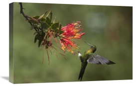 Murray Cooper - Golden-breasted Puffleg hummingbird feeding on flower nectar, Ecuador