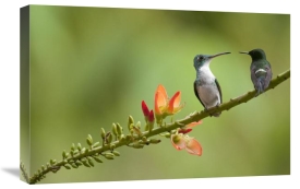 Murray Cooper - Andean Emerald with Green Thorntail female in lowland rainforest, Ecuador