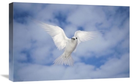 Tui De Roy - White Tern also known as Fairy Tern, hovering in search of nest site, Midway Atoll, Hawaii