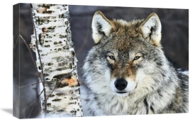 Jasper Doest - Gray Wolf portrait, Norway