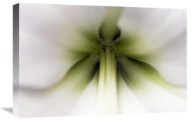 Jasper Doest - Amaryllis flower, Netherlands