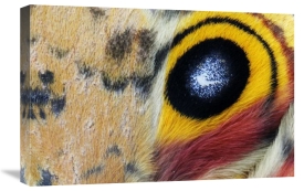 Jasper Doest - Io Moth Wing with Eye-spot, Texas