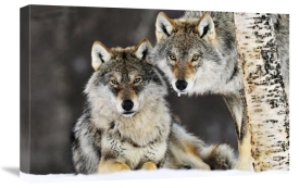 Jasper Doest - Gray Wolf pair in the snow, Norway