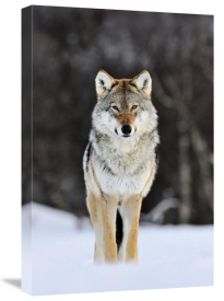 Jasper Doest - Gray Wolf standing in the snow, Norway