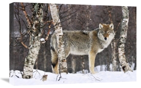 Jasper Doest - Gray Wolf in the woods, winter, Norway