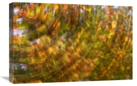 Jasper Doest - Fall colored tree, Vlaardingen, Netherlands
