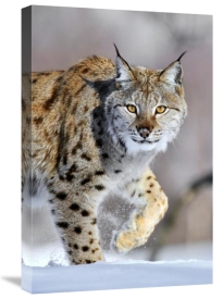 Jasper Doest - Eurasian Lynx walking through the snow, Norway