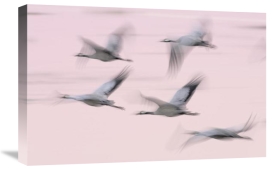 Jasper Doest - Common Cranes in flight, Lake Hornborga, Sweden