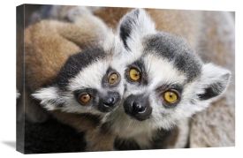 Jasper Doest - Ring-tailed Lemur, portrait of adult with young.