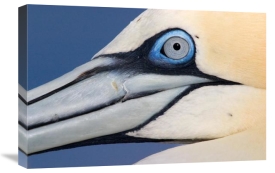 Jasper Doest - Northern Gannet profile, Saltee Islands, Ireland