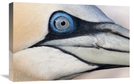 Jasper Doest - Northern Gannet profile, Saltee Islands, Ireland