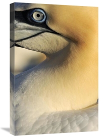 Jasper Doest - Northern Gannet Up Close, Saltee Islands, Ireland