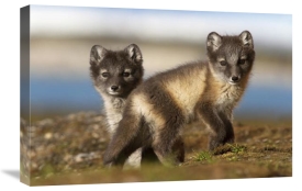 Jasper Doest - Two Arctic Fox kits on the tundra, Svalbard,Norway